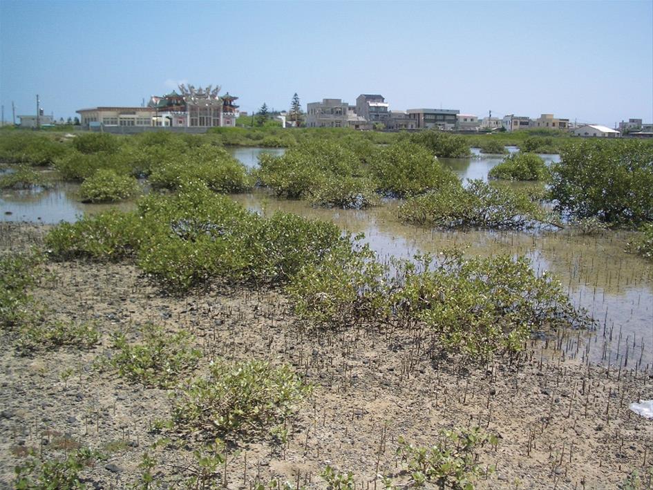 Qingluo Wetland