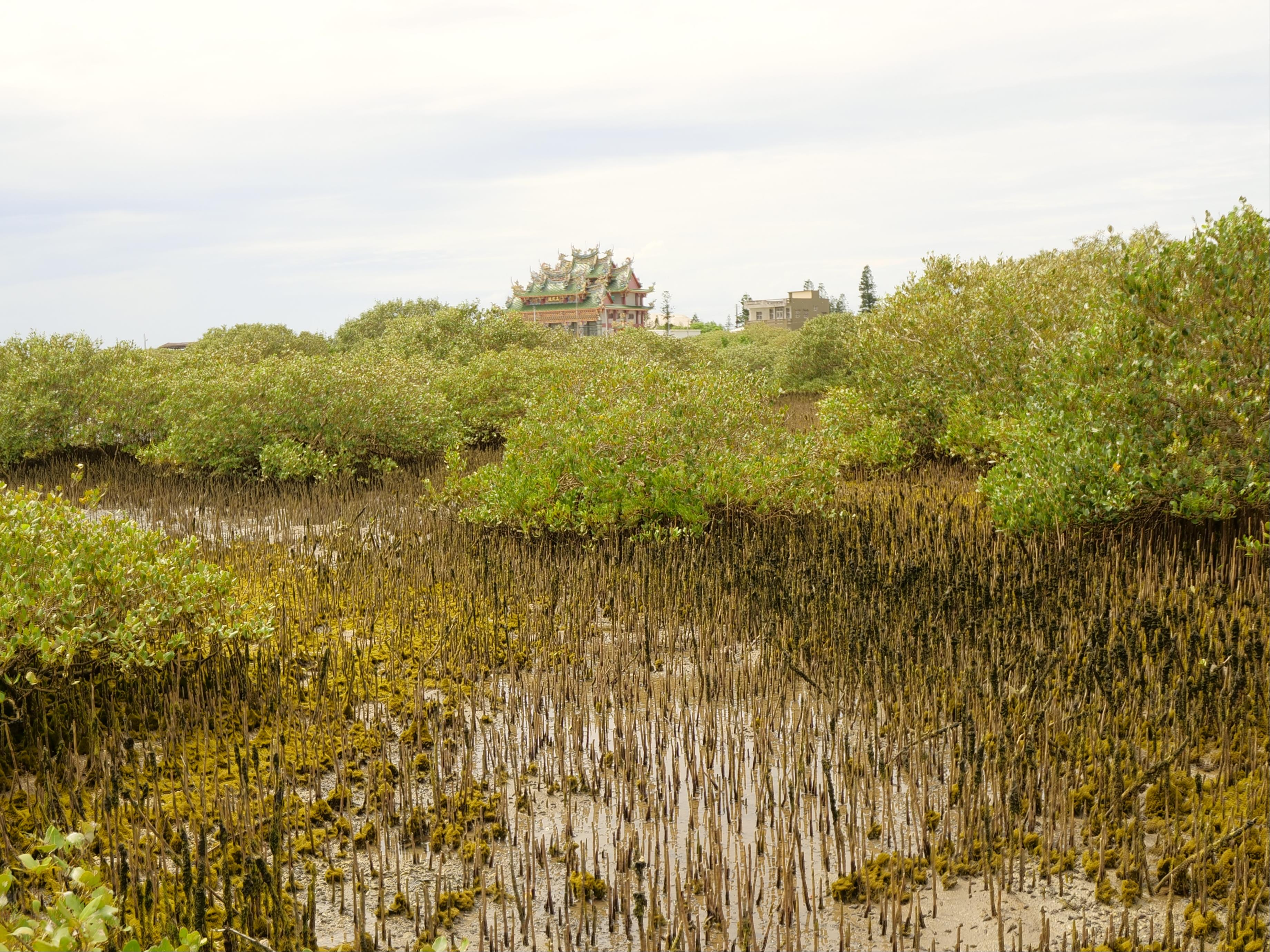 Qingluo Wetland