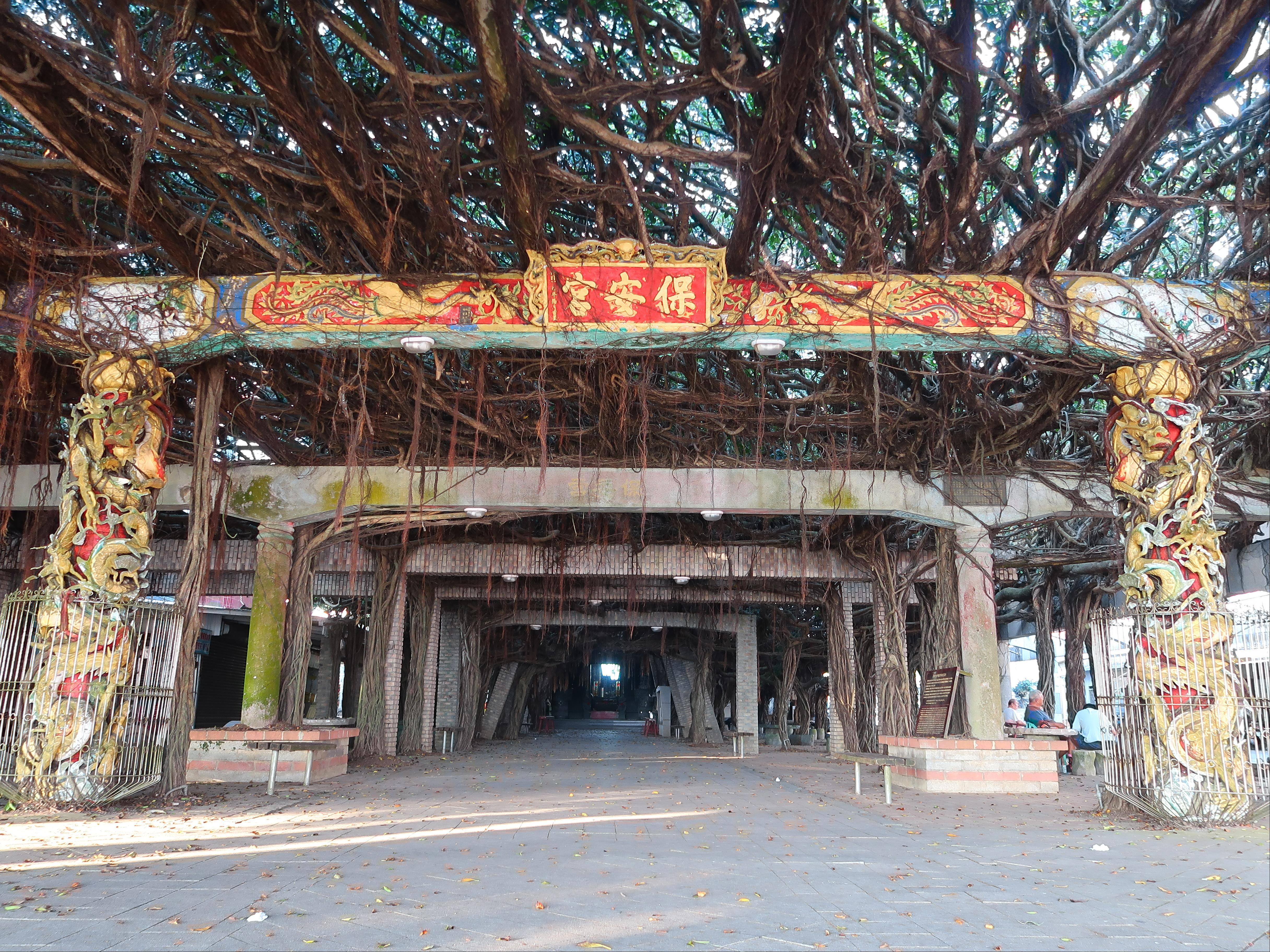 Tongliang Great Banyan 