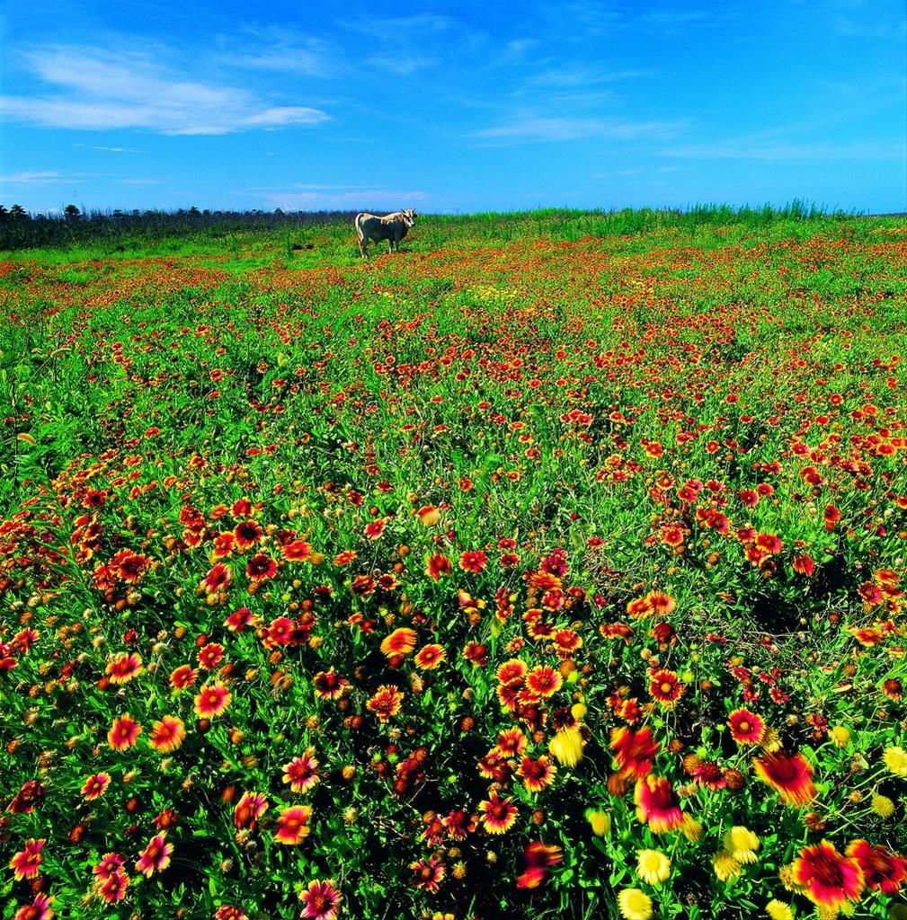 test-img