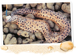 Lure moray eel – Hushi Township