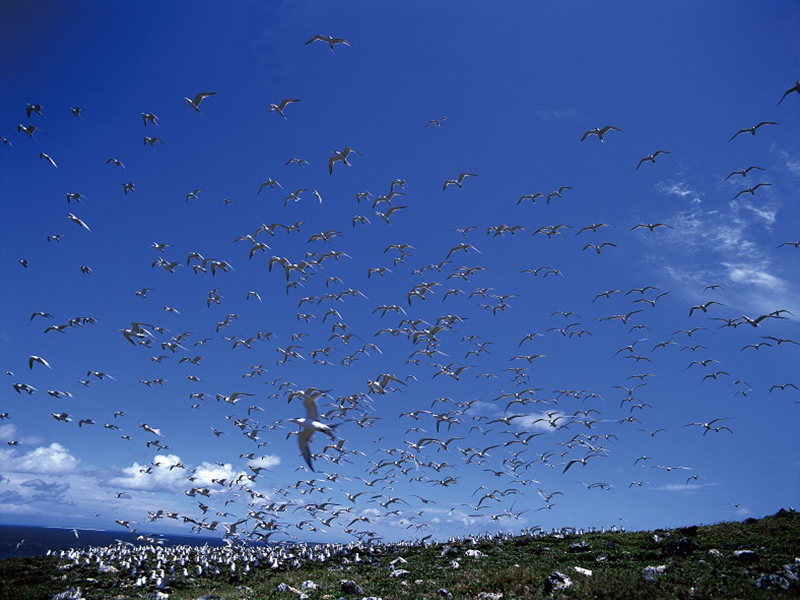 鳳頭燕鷗群