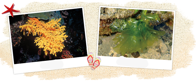 The waters around the Penghu Islands provide fine conditions for the growth of coral The waters around the Penghu Islands provide fine conditions for the growth of coral