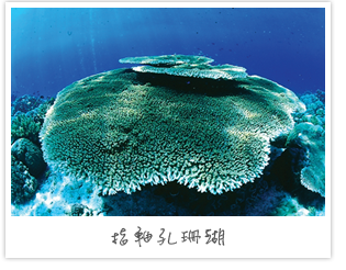指軸孔珊瑚
