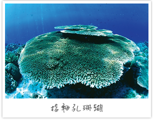 指軸孔珊瑚 指軸孔珊瑚