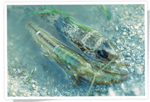 槍蝦和鰕虎魚共生 槍蝦和鰕虎魚共生