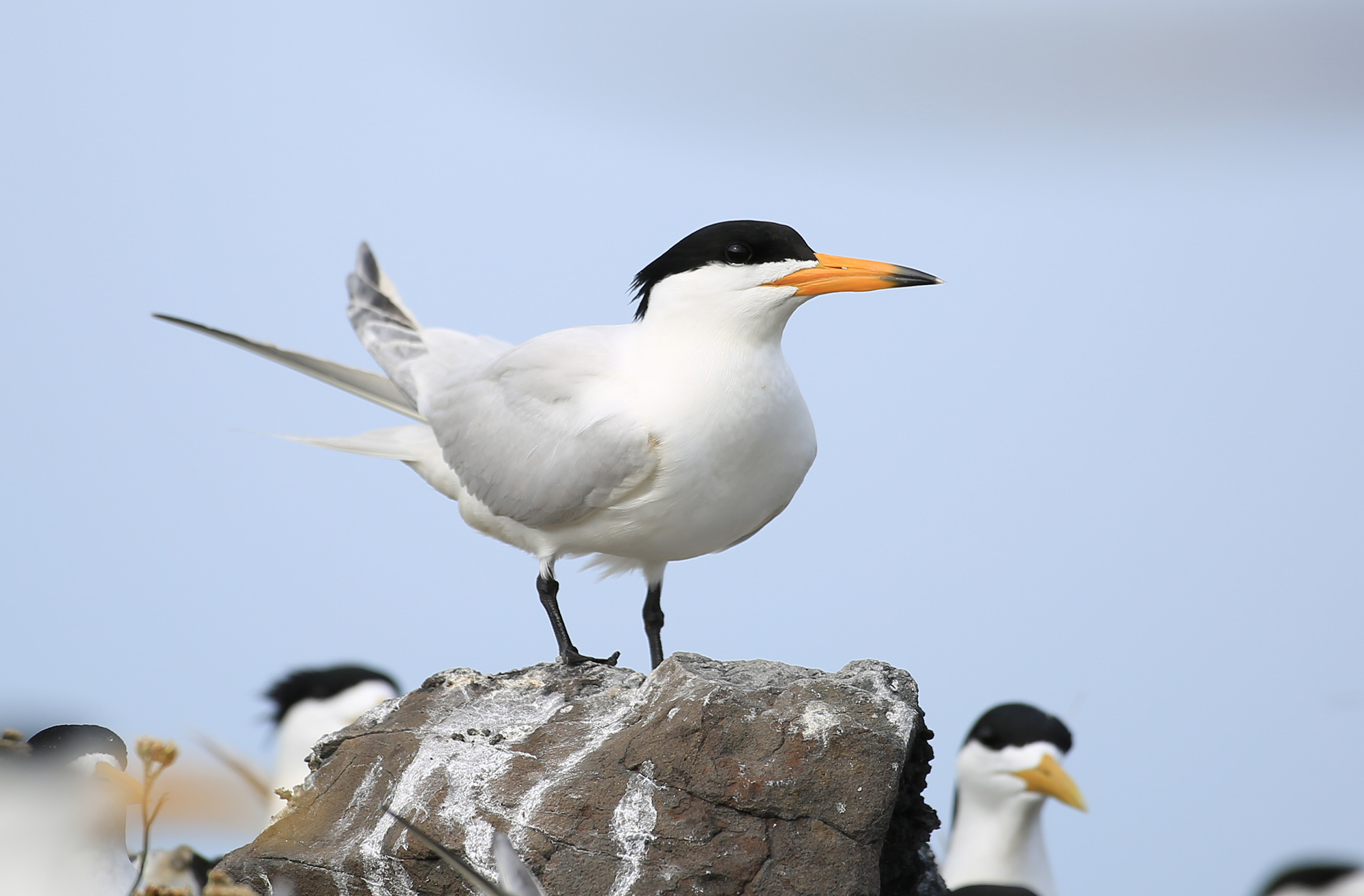黑嘴端鳳頭燕鷗 黑嘴端鳳頭燕鷗