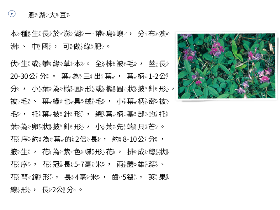 澎湖大豆 澎湖大豆