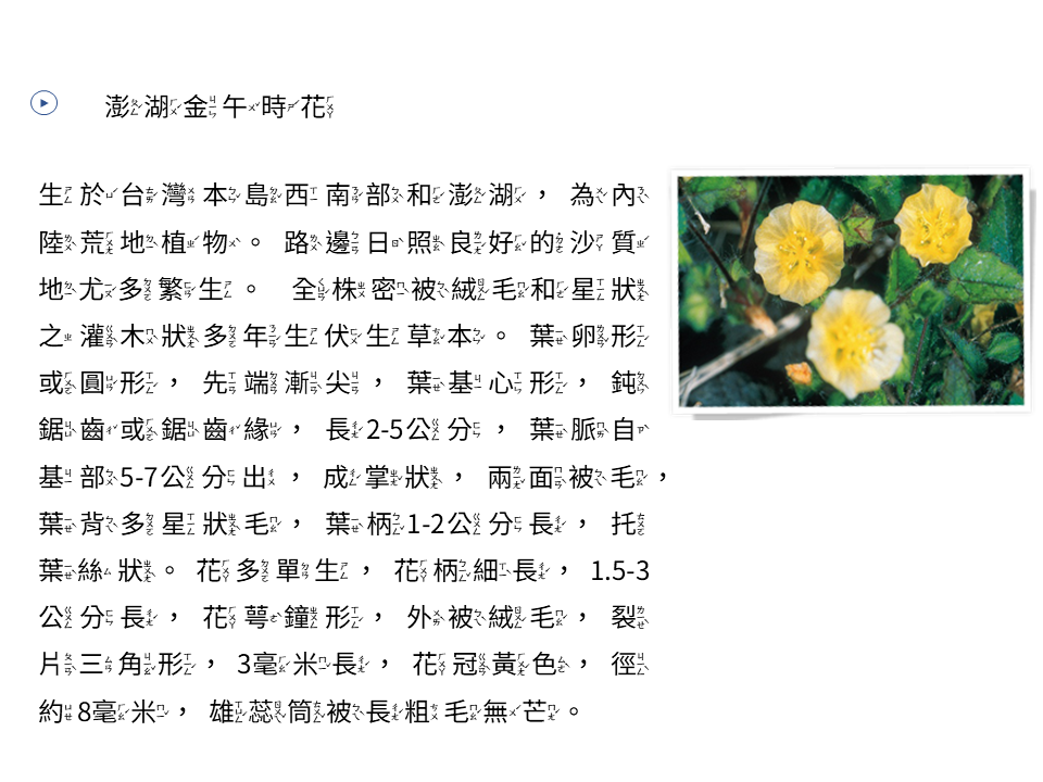 澎湖金午時花 澎湖金午時花