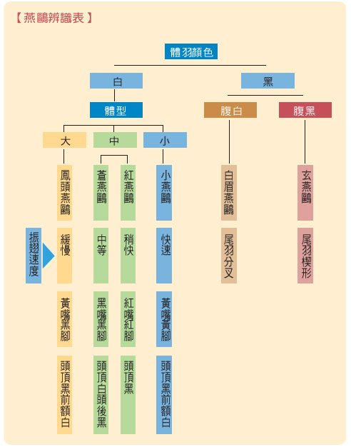 燕鷗辨識表