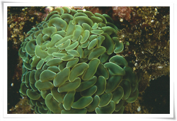 擬腎形真葉珊瑚