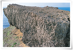 殼灰岩（Coquina）